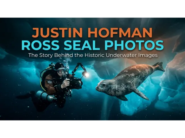 Justin Hofman Ross Seal Photos